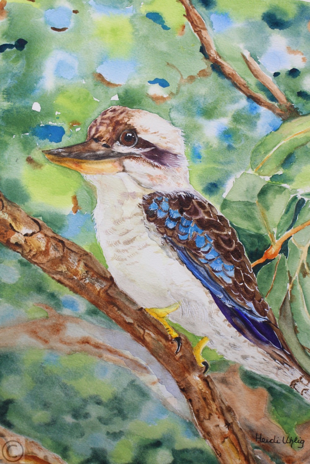 Happy Kookaburra 